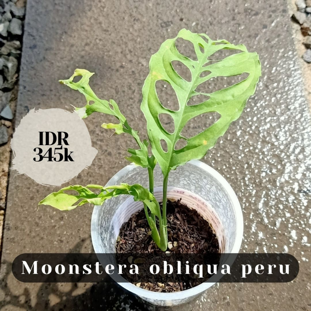 Monstera obliqua peru