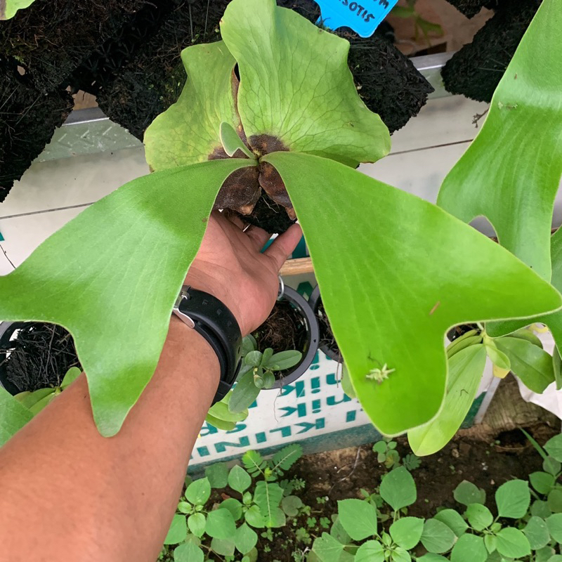 platycerium ellisotis small