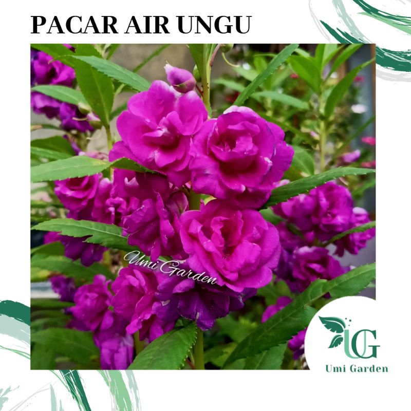 25 Biji Benih Bunga Pacar Air Ungu Tumpuk impatiens Rose Balsamina