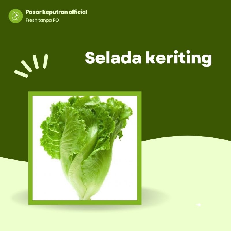 

Sayur selada 250gr,sayur selada keriting,sayur selada