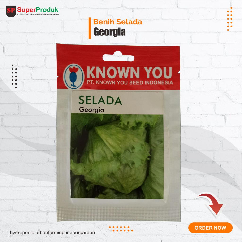 Benih Selada Georgia KYS Selada iceberg lettuce head