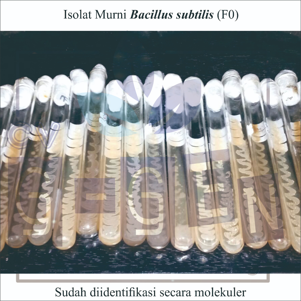 Bacillus subtilis subsp subtilis, Isolat Murni