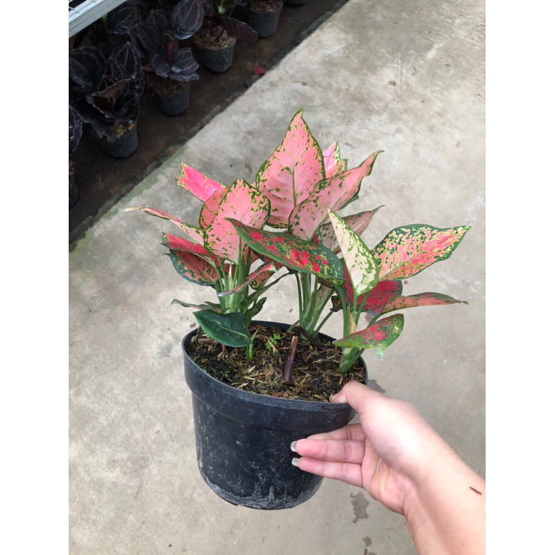 Aglaonema Dud Anjamani Rumpun