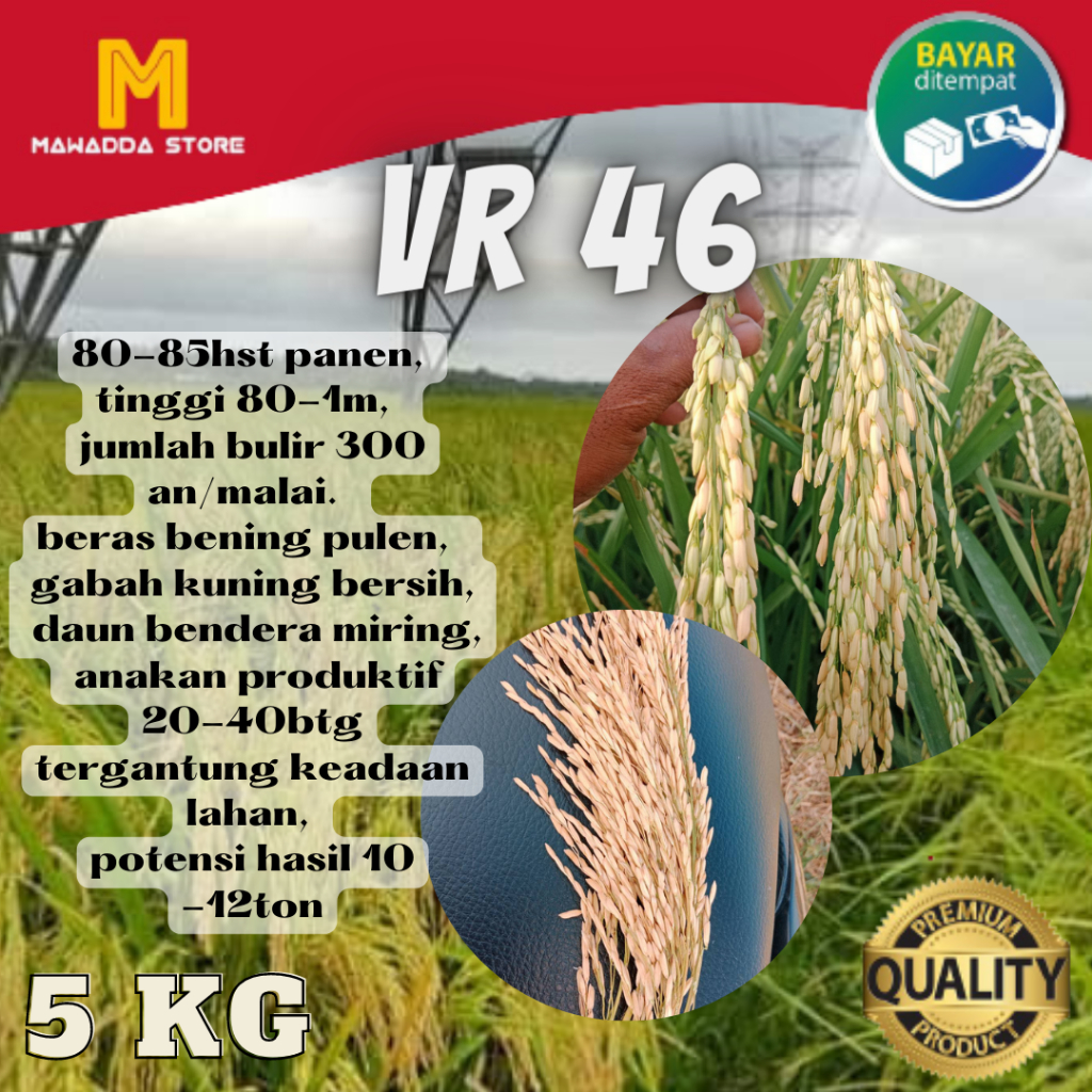 Benih Padi Bibit Unggul VR 46 / VR46 5 kg