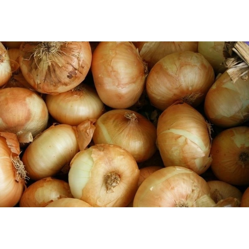 

Bawang Bombai Kualitas Super Bebas Pestisida 500g-5kg/bungkus