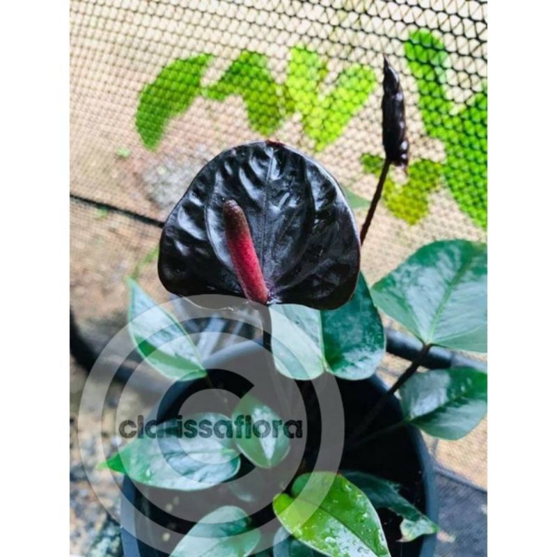 PAKET 2 tanaman hias anthurium Mickey mouse bunga hitam | pohon Mickey mouse bunga hitam real