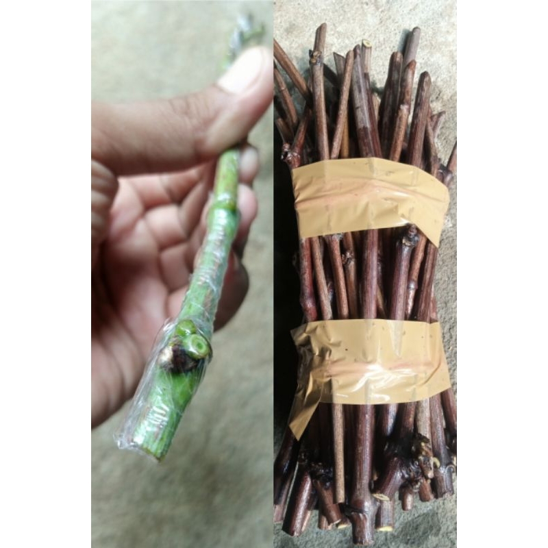 PAKET ENTRES ANGGUR IMPORT 8 VARIAN DAN RS CREOLA NEGRA + SO4