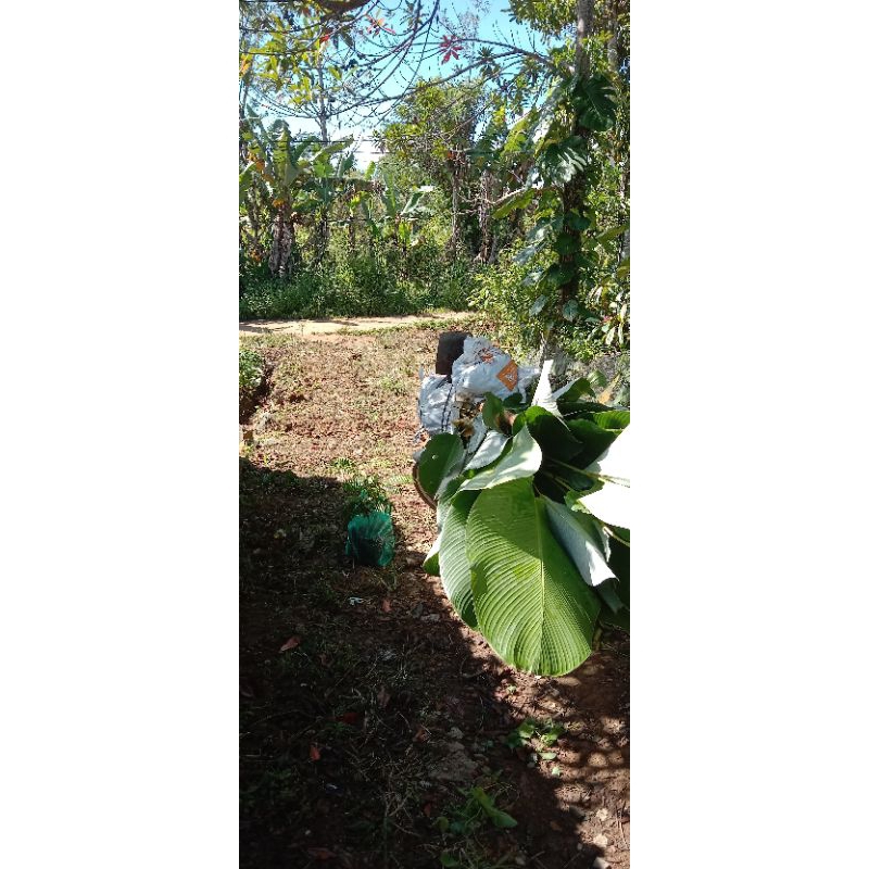 Calathea Lutea tinggi 50cm