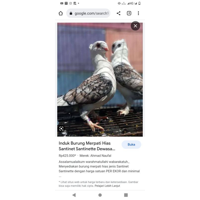 Merpati Santinet Jantan