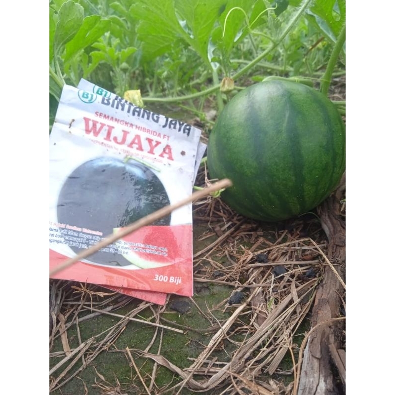 BENIH semangka wijaya 300 biji