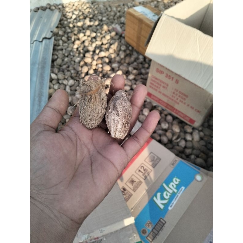 

Pinang kelothok grade super