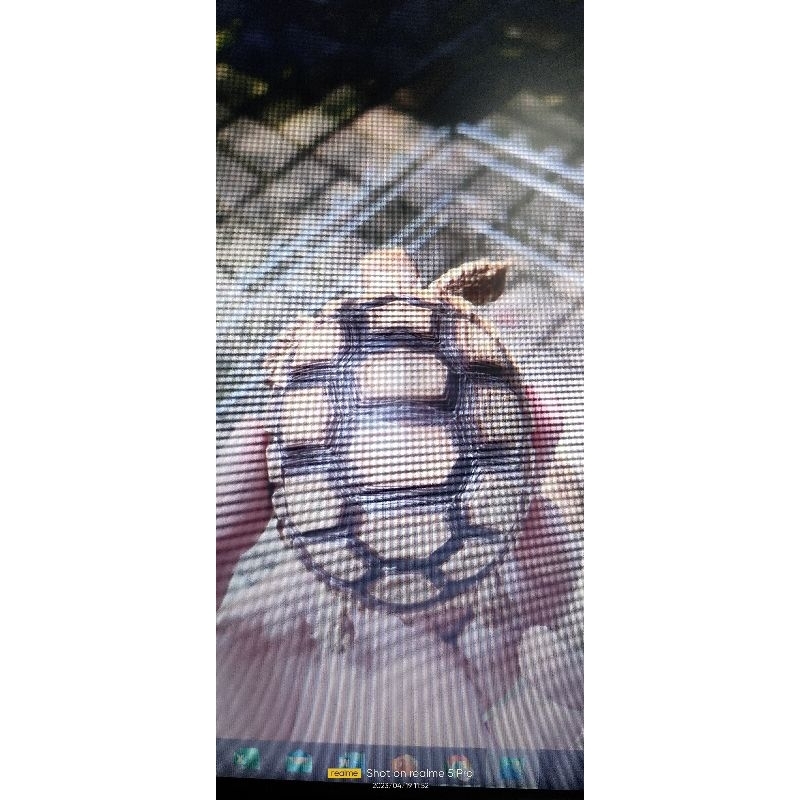 Sulcata 8cm Lengkap