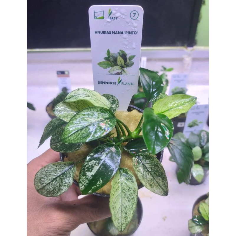Anubias nana pinto Dennerle