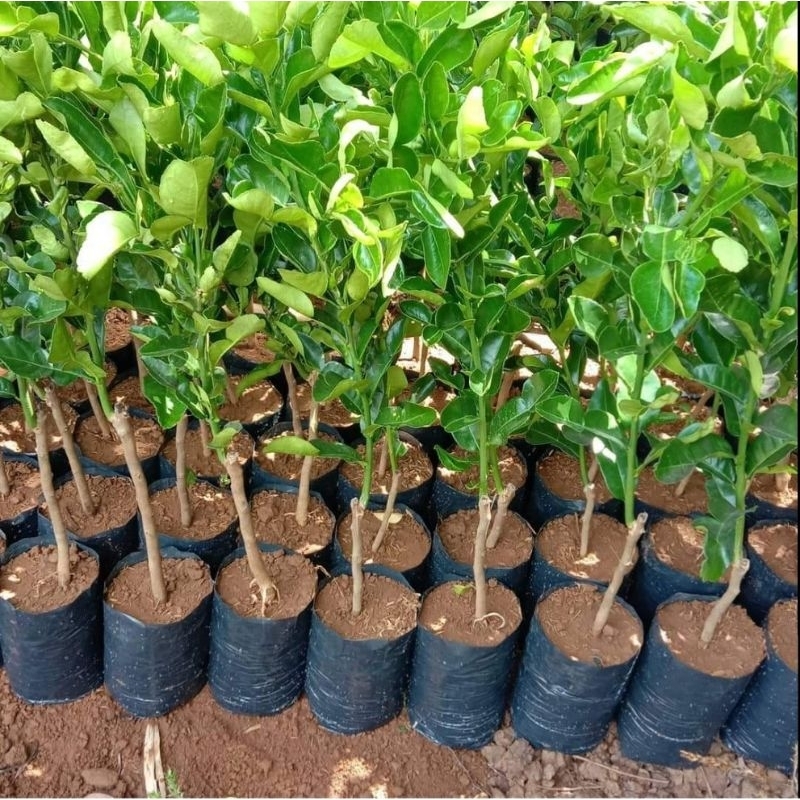 Bibit Jeruk Purut okulasi Buat Bumbu Masak,Pohon Jeruk Purut okulasi