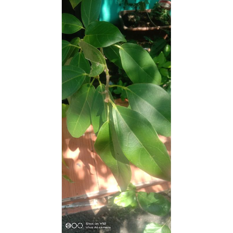 

Daun Cincau perdu Size XL