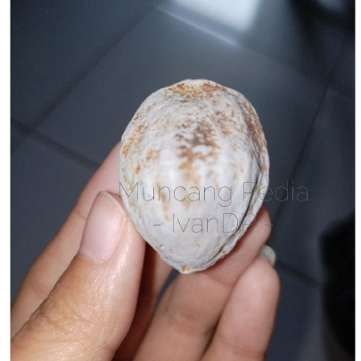 Muncang Mantili Jogja/ Kemiri Mantili Jogja MuncangPedia IvanDP