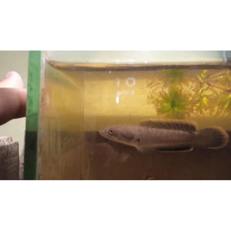 Channa Limbata CB Asli Gunung Lawu, Size 2-4cm Bahan Cocok Untuk Di progress | Baca Deskripsi Terleb