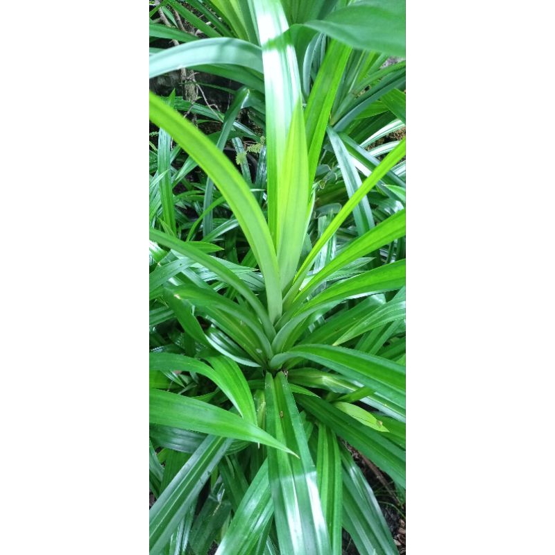 

Daun Pandan Wangi||Daun Pandan Segar isi 10 Lembar