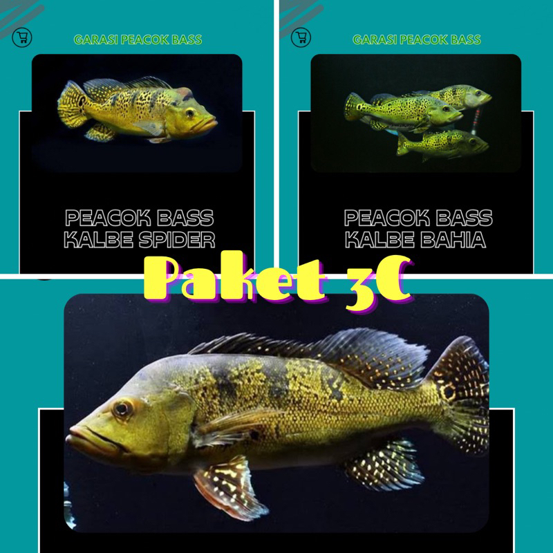 PEACOK BASS 3C,Kalbe Spider,Kalbe bahia,Kalberi