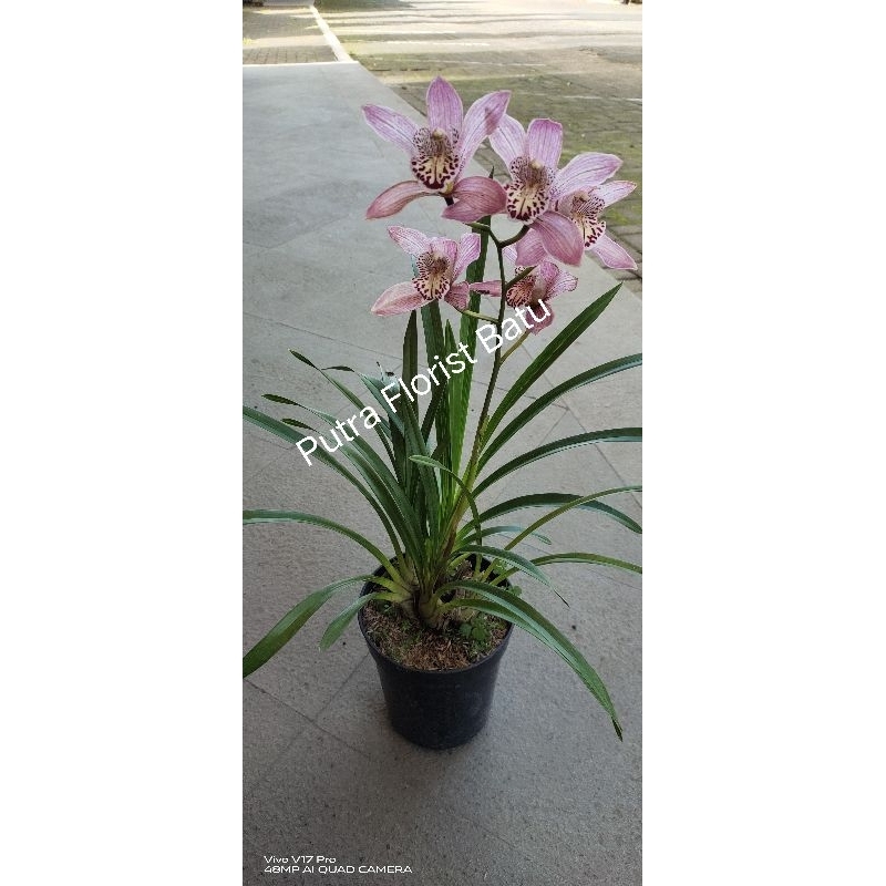 Bibit Tanaman Anggrek Cymbidium Pink Mikivieta Dewasa
