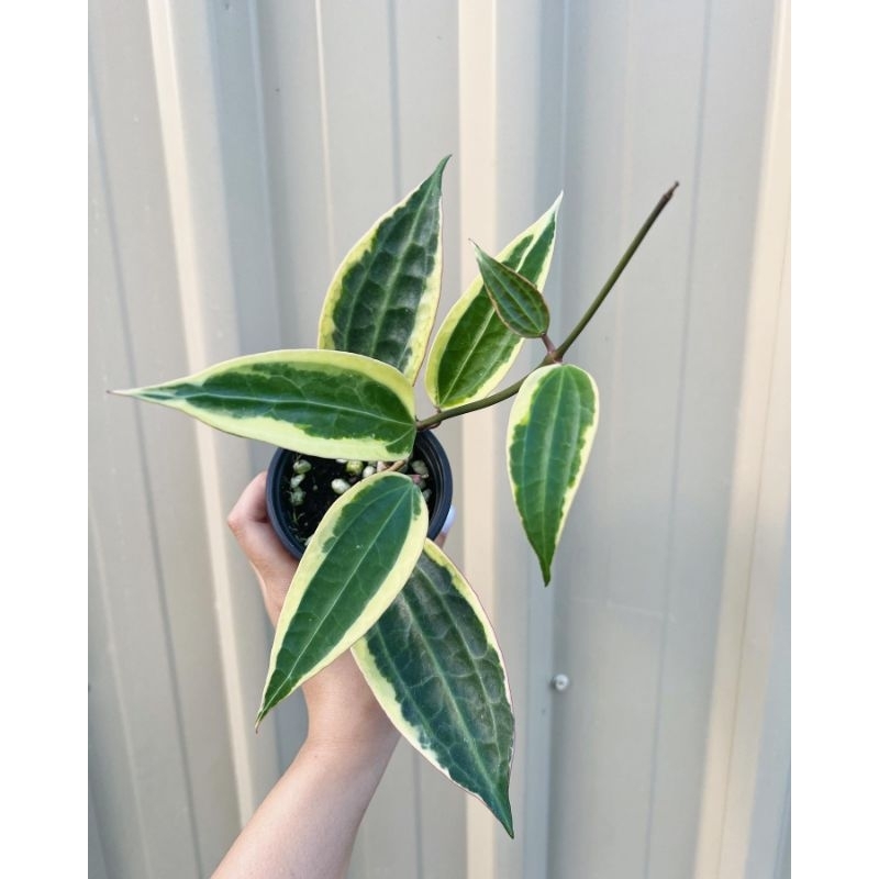 Hoya Macrophylla variegata / makropila varigata / hoya sirih var tanaman gantung