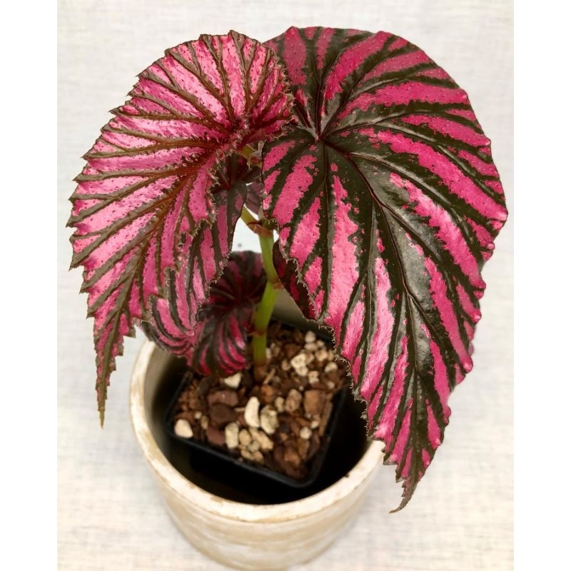 Begonia rex wallet violet / begunia brevirimosa walet / begonia merah terang