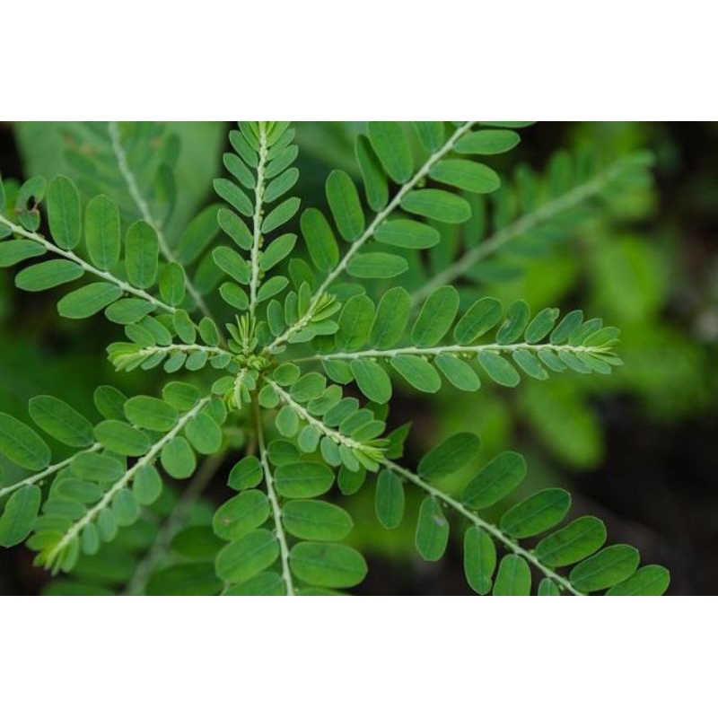 

Daun Meniran Segar 200gram MurahhMeriahh