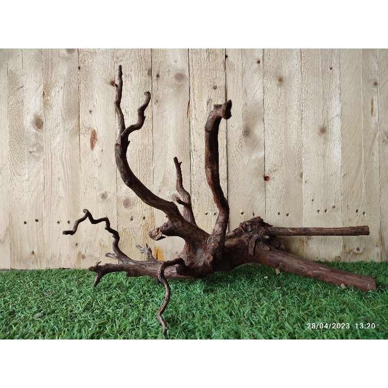 Kayu Akar Rasamala besar Jumbo Xl 40cm Aquascape Bonsai Jungle Hutan Natural