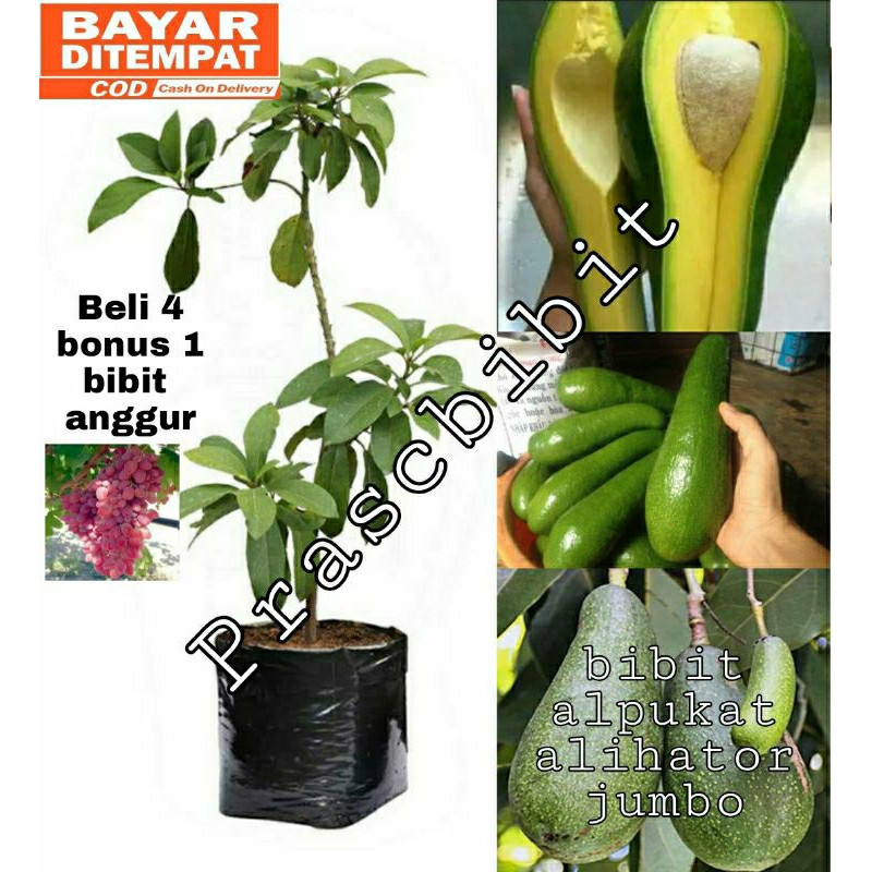 Bibit alpukat aligator jumbo (beli 8 gratis 1)