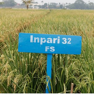 Biji Padi Inpari 32 5KG