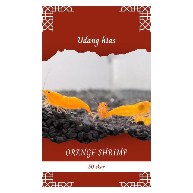 

udang hias orange shrimp