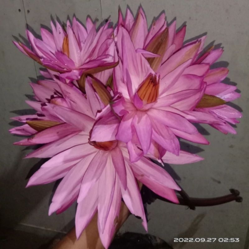 BUNGA TERATAI MERAH HERBAL FRESH~BUNGA TERATAI MERAH SEGAR~PER 1 PCS