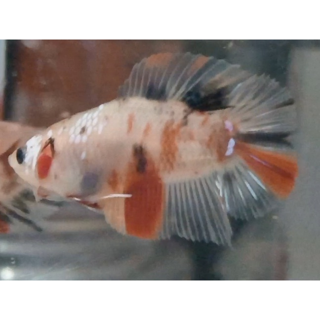 Ikan Cupang PKDT Plakat Double Tail Nemo Multy Male Anakan PKDT010