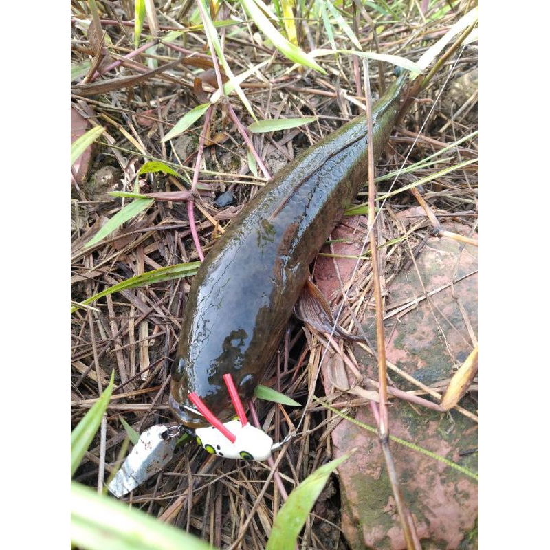 soft Lure model pikacu, hook kenzi black 1/0. Safety hook Thailand