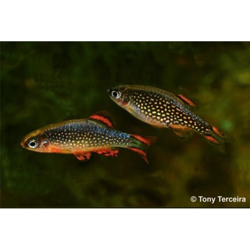 Rasbora Galaxy Aquascape Aquarium