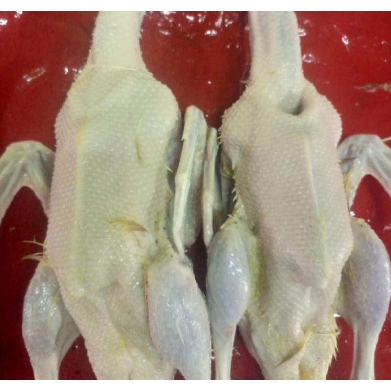 

BEBEK HIBRIDA 1.5_-1.6 KG (HIDUPNYA)