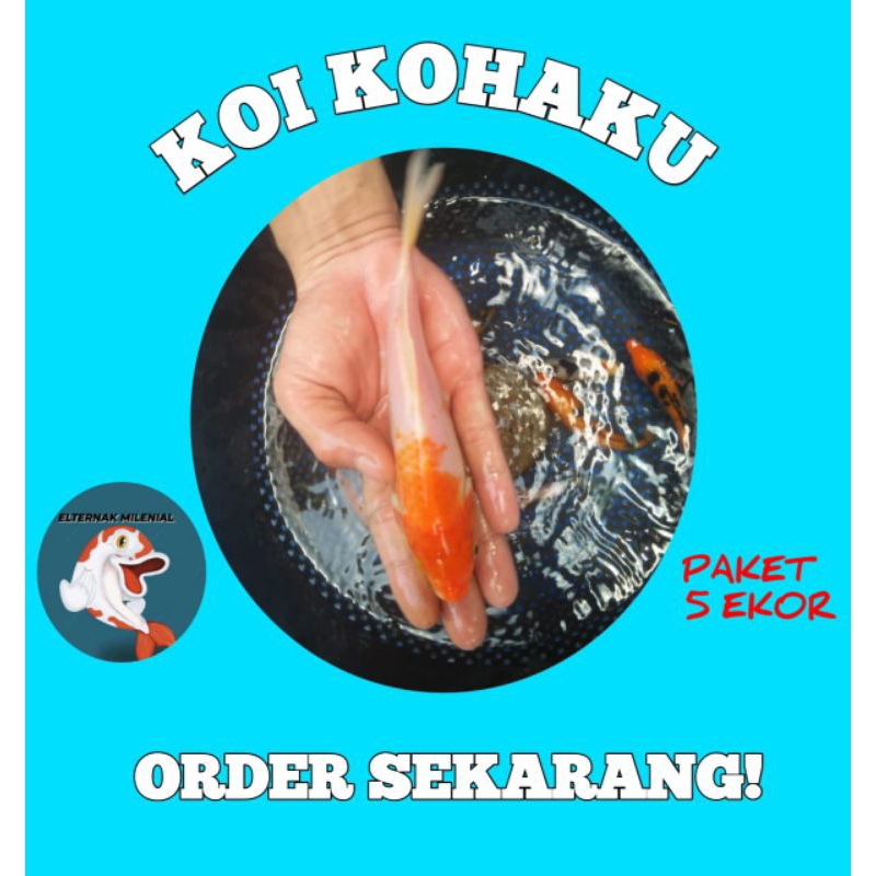 PROMO BIBIT KOI KOHAKU UK 8 - 12 CM PAKET 5 EKOR