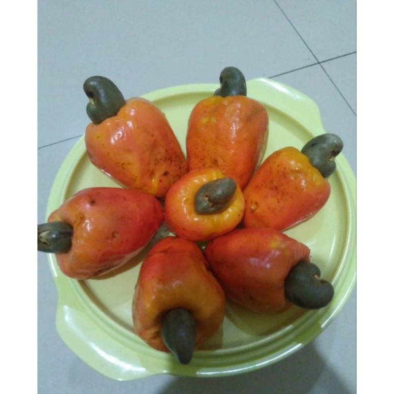 jambu mede/jambu mete