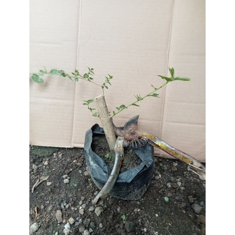 bonsai mame Sancang bahan bonsai