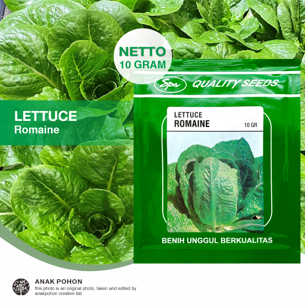 (1 PACK) Benih Lettuce Romaine Selada Romain Hijau Hibrida - SPA Quality Seeds - 10 GRAM