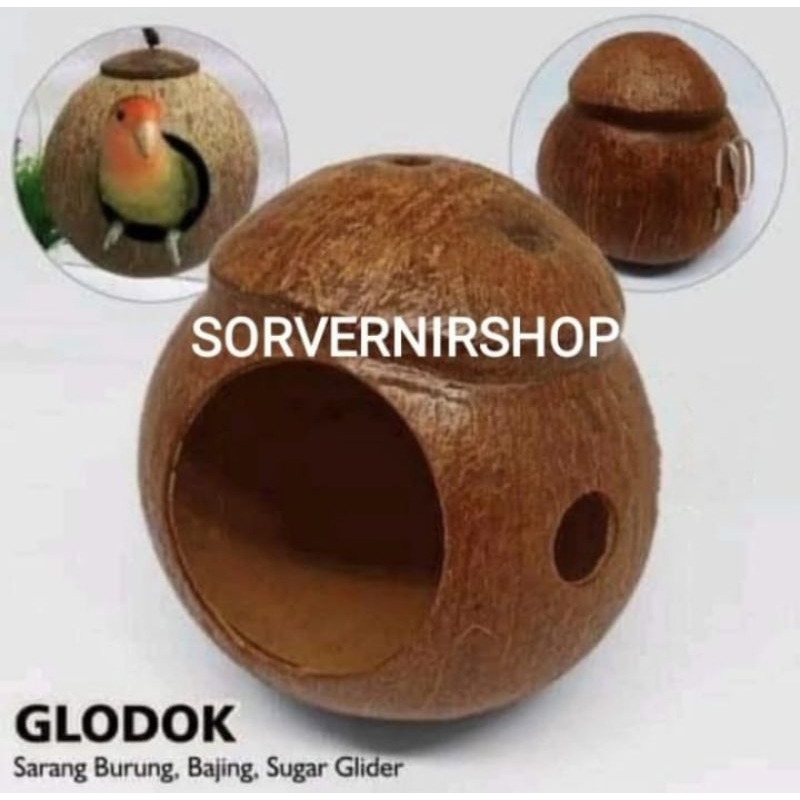 glodok batok kelapa sarang burung lovebird dan sugar glider unik