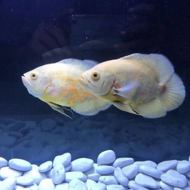 oscar albino dan oscar batik hiasan aquarium oscar paris tembaga