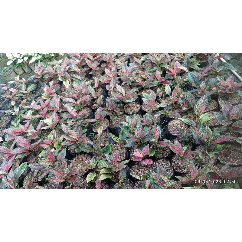 nota live paket agkonema romosan