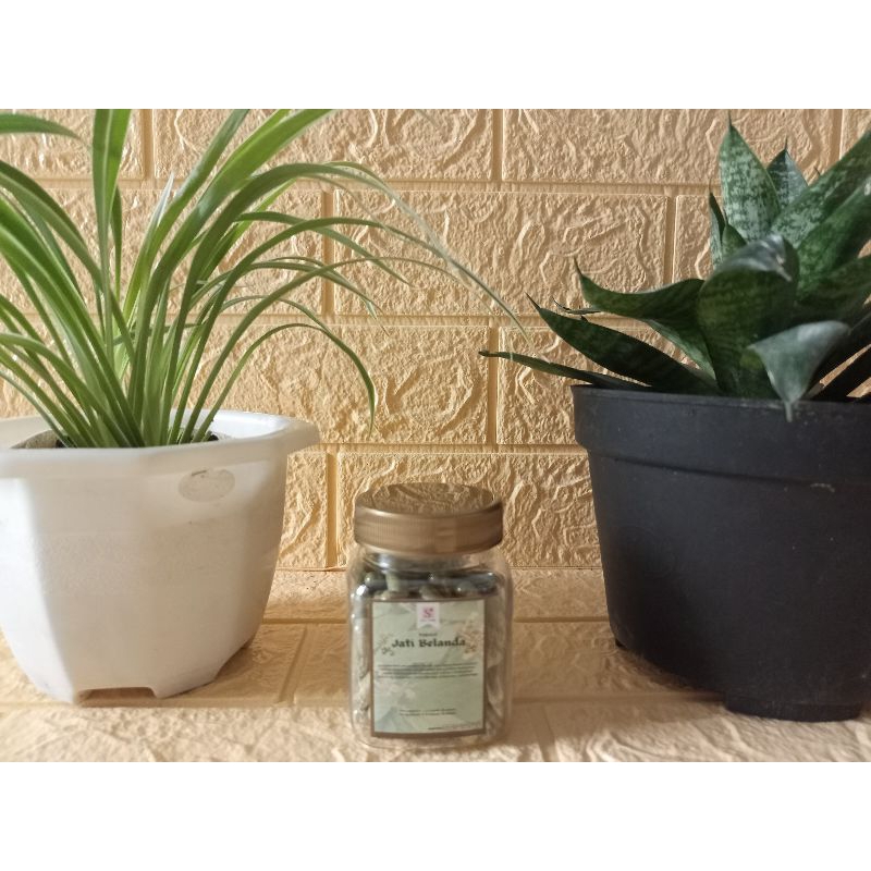 

Kapsul Daun Jati Belanda