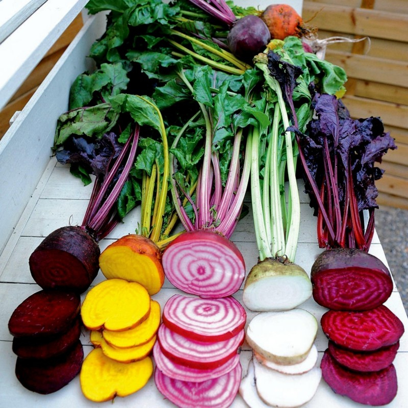 Benih Bibit Biji - Beetroot Rainbow Mix Colors Buah Bit Beet Pelangi Warna Campuran Seeds - IMPORT