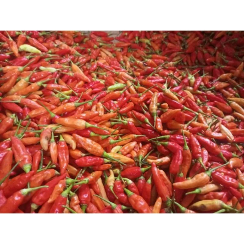 

Cabe Domba ( Cabe setan ) fress tersedia harga grosir