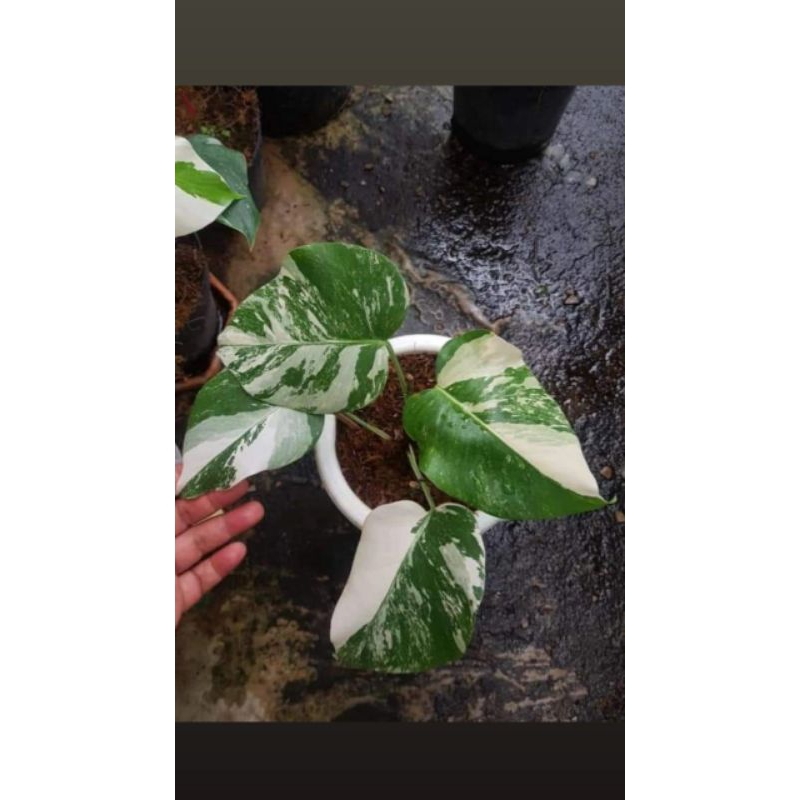 monstera varigata marble