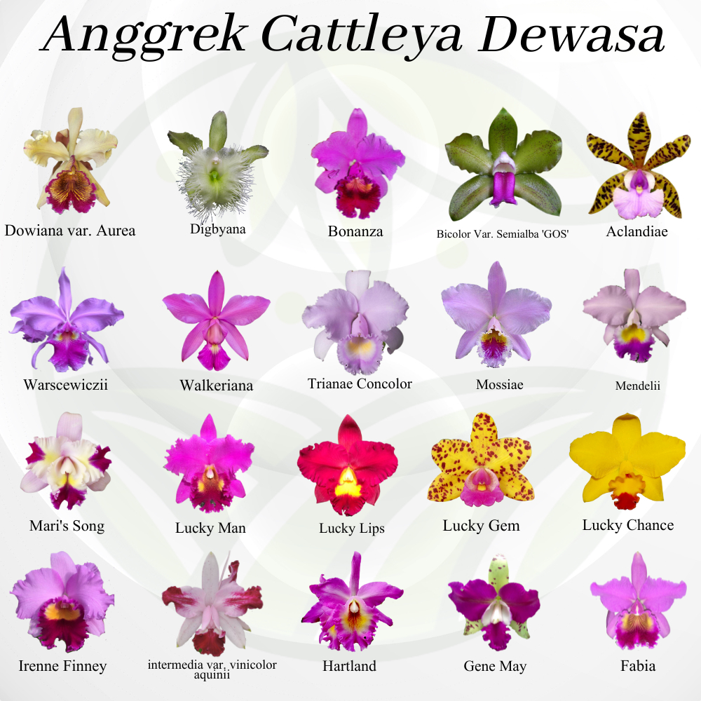 Anggrek Cattleya Dewasa Kloning Bunga Besar Wangi Impor Thailand