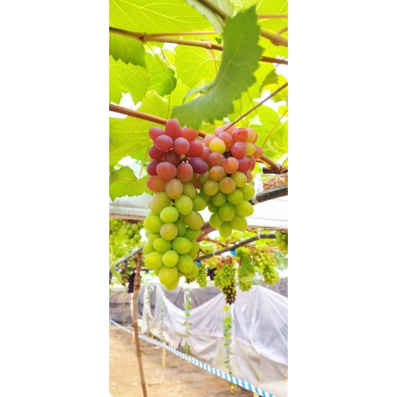 Pupuk Plasma - Pupuk Generatif Anggur/Pelebat Pohon Anggur