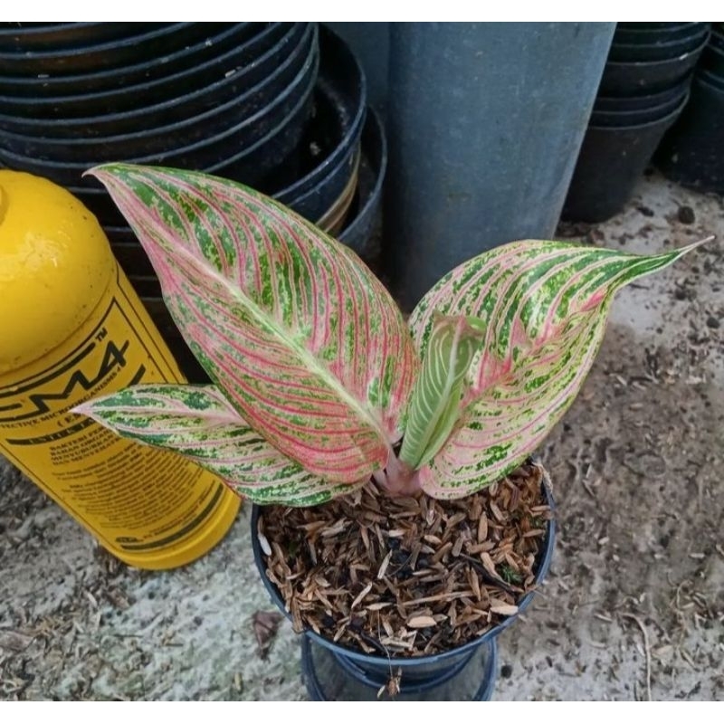 aglaonema golden hope trah merah